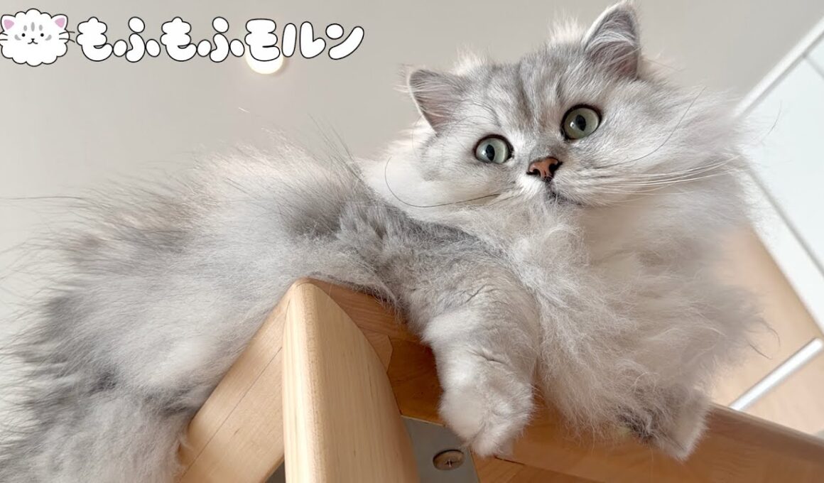 猫の日のにゃん特集 【サイベリアン】