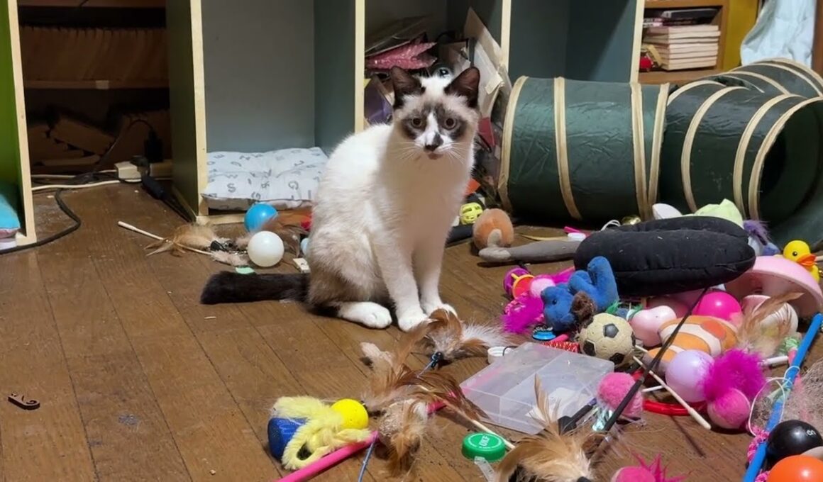 シャム猫のパンダ。お腹を、こちらに見せた。もしかして、女の子かも