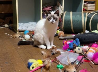 シャム猫のパンダ。お腹を、こちらに見せた。もしかして、女の子かも