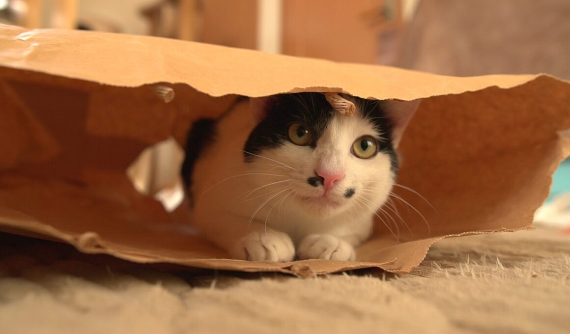 手術をしたら前よりパワーアップして帰ってきた猫たち