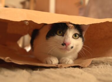 手術をしたら前よりパワーアップして帰ってきた猫たち