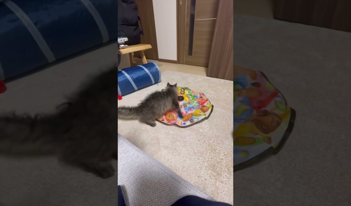 【猫の日】キャッチミーイフユーキャンで覚醒した猫　#猫 #スクーカム #cat