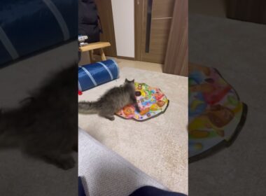 【猫の日】キャッチミーイフユーキャンで覚醒した猫　#猫 #スクーカム #cat