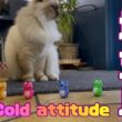 バーマン猫ラフ【塩対応】Cold attitude（バーマン猫）Birman/Cat