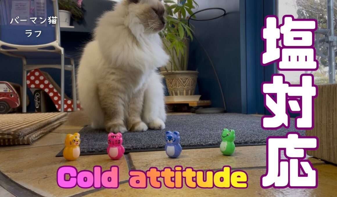 バーマン猫ラフ【塩対応】Cold attitude（バーマン猫）Birman/Cat