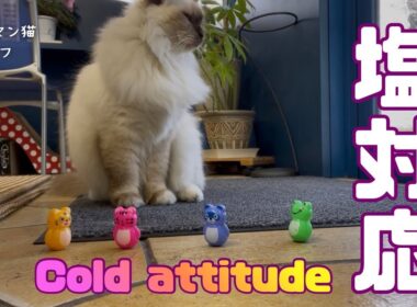 バーマン猫ラフ【塩対応】Cold attitude（バーマン猫）Birman/Cat