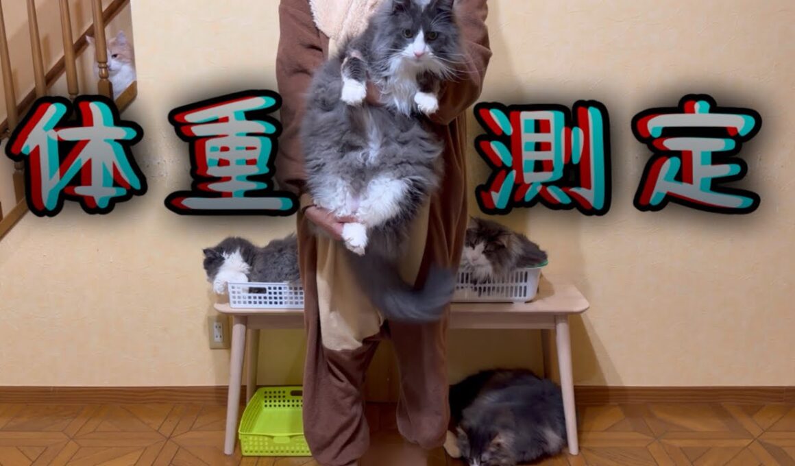 【大型猫】過去最重量になっちゃった…⁉︎もふ猫たちの体重測定！ノルウェージャンフォレストキャットとターキッシュアンゴラ
