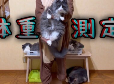 【大型猫】過去最重量になっちゃった…⁉︎もふ猫たちの体重測定！ノルウェージャンフォレストキャットとターキッシュアンゴラ