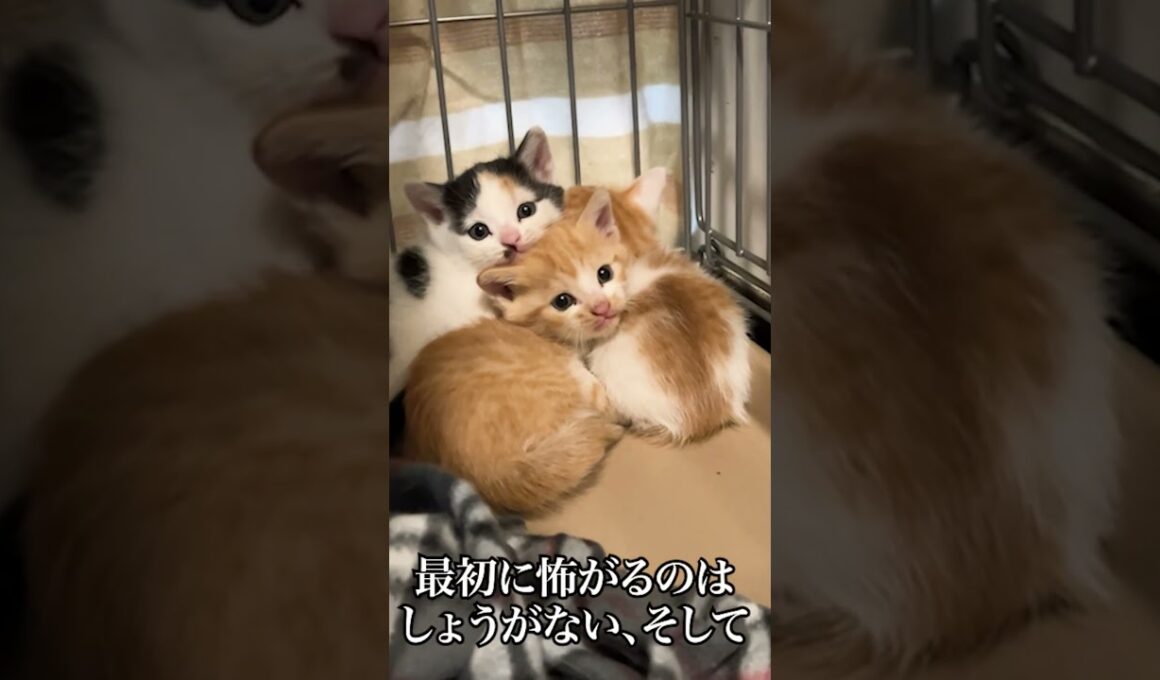 幼猫姉弟の合体！イモタワー！   #cat #kitten #猫 #子猫 #ねこ #こねこ  #保護猫  #shorts
