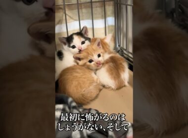 幼猫姉弟の合体！イモタワー！   #cat #kitten #猫 #子猫 #ねこ #こねこ  #保護猫  #shorts