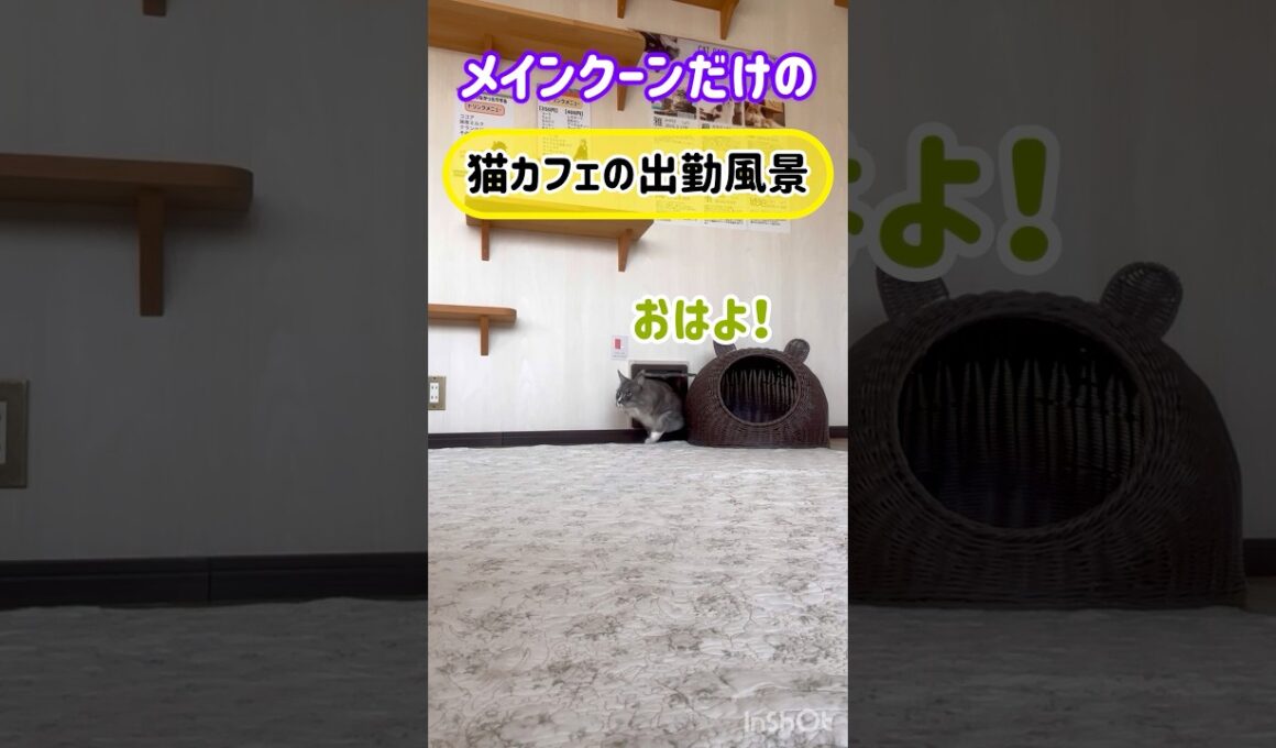 20260223メインクーンだけの【猫カフェの出勤風景】#cat #cooncat #mainecat #もふもふ