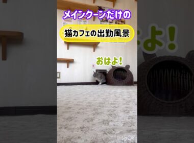 20260223メインクーンだけの【猫カフェの出勤風景】#cat #cooncat #mainecat #もふもふ