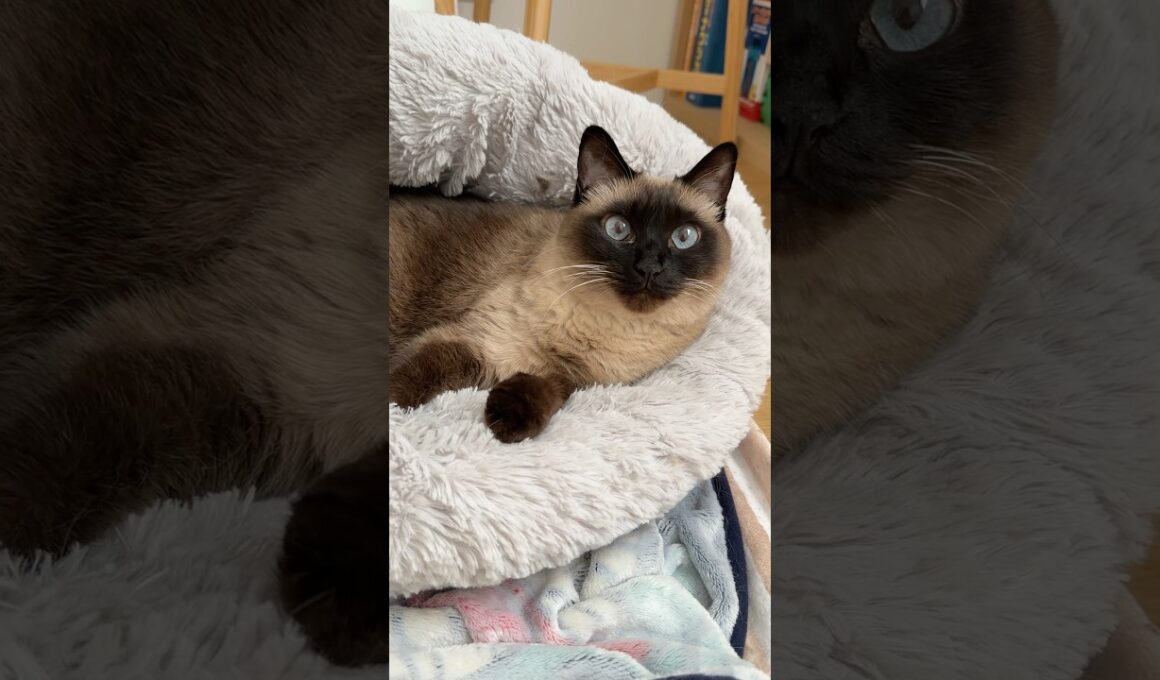 休日のシャム猫のふくさん【たぬき猫】 #cat #しゃむねこ #猫のいる暮らし #猫好きさんと繋がりたい #ねこ #cutecat #cat