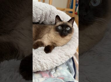 休日のシャム猫のふくさん【たぬき猫】 #cat #しゃむねこ #猫のいる暮らし #猫好きさんと繋がりたい #ねこ #cutecat #cat