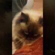 膝乗り強行突破　#ヒマラヤン #ねこ　#猫　#甘えん坊　#長毛種　#cat