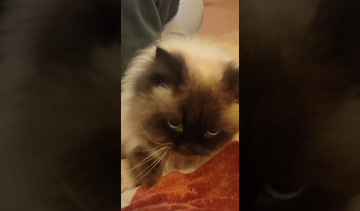 膝乗り強行突破　#ヒマラヤン #ねこ　#猫　#甘えん坊　#長毛種　#cat