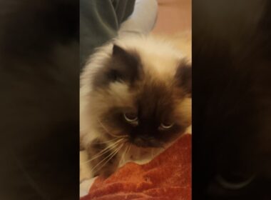 膝乗り強行突破　#ヒマラヤン #ねこ　#猫　#甘えん坊　#長毛種　#cat