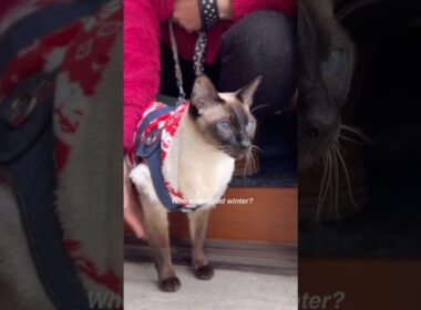 Siamese cat Quinn - snow 2026 #catvideos