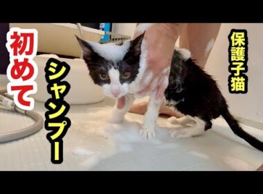 初めてのシャンプーであきらめてしまった保護子猫がこちらです