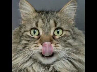 #shorts Naughty Chonky Cats.#Catlovers#awwanimals#Munchkins