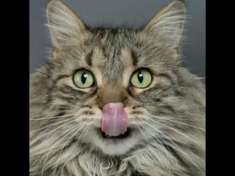 #shorts Naughty Chonky Cats.#Catlovers#awwanimals#Munchkins