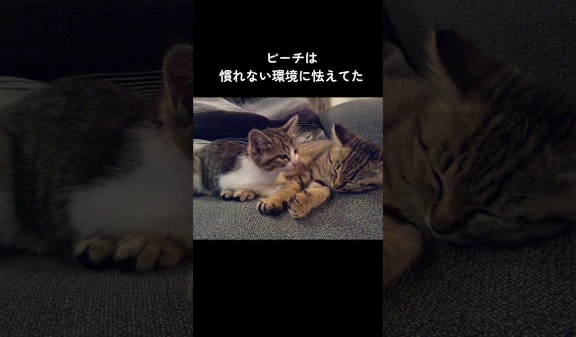 【保護猫】里親募集先で出会った２匹の子猫の10年後 #shorts