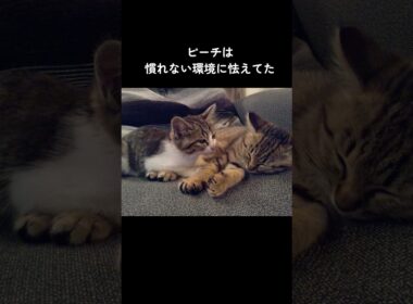 【保護猫】里親募集先で出会った２匹の子猫の10年後 #shorts