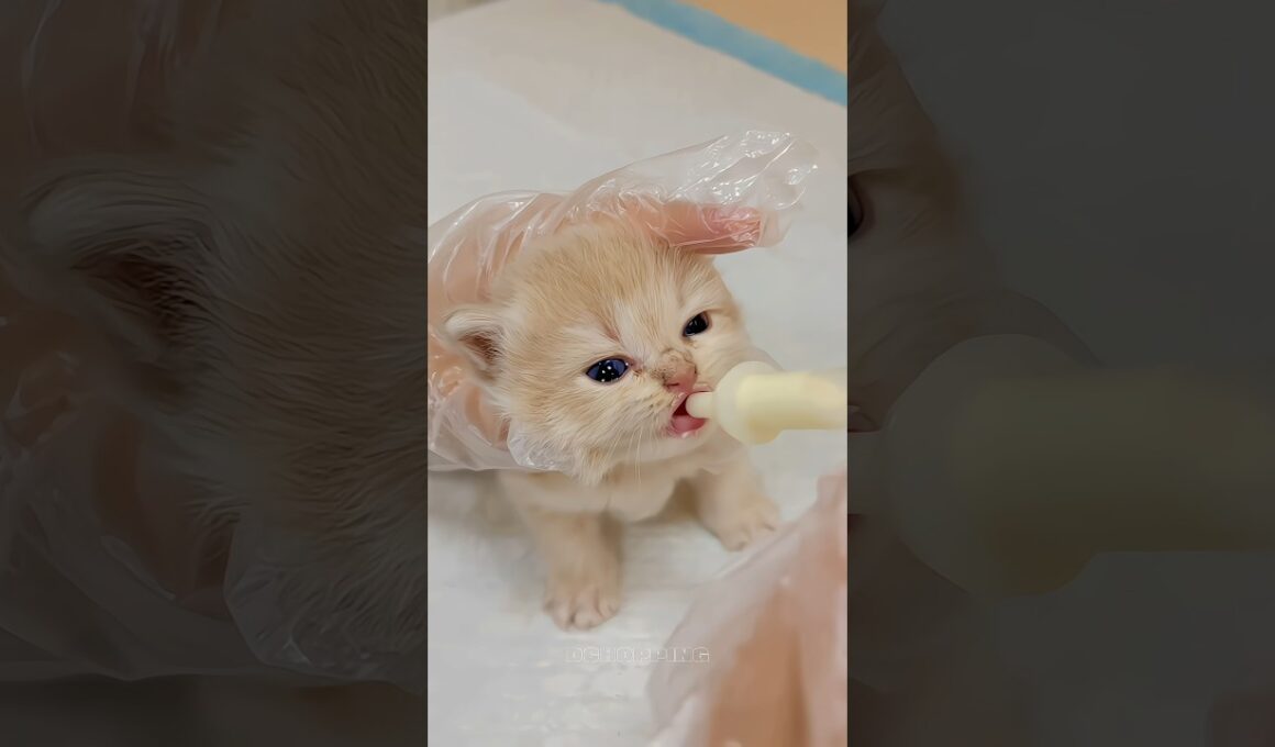 🥛子猫のミルクタイム｜Kitten Milk Feeding Time #cat #catvideos #kitten #子猫#asmr