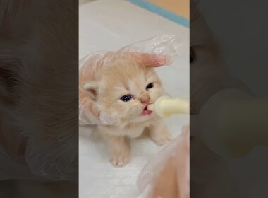 🥛子猫のミルクタイム｜Kitten Milk Feeding Time #cat #catvideos #kitten #子猫#asmr