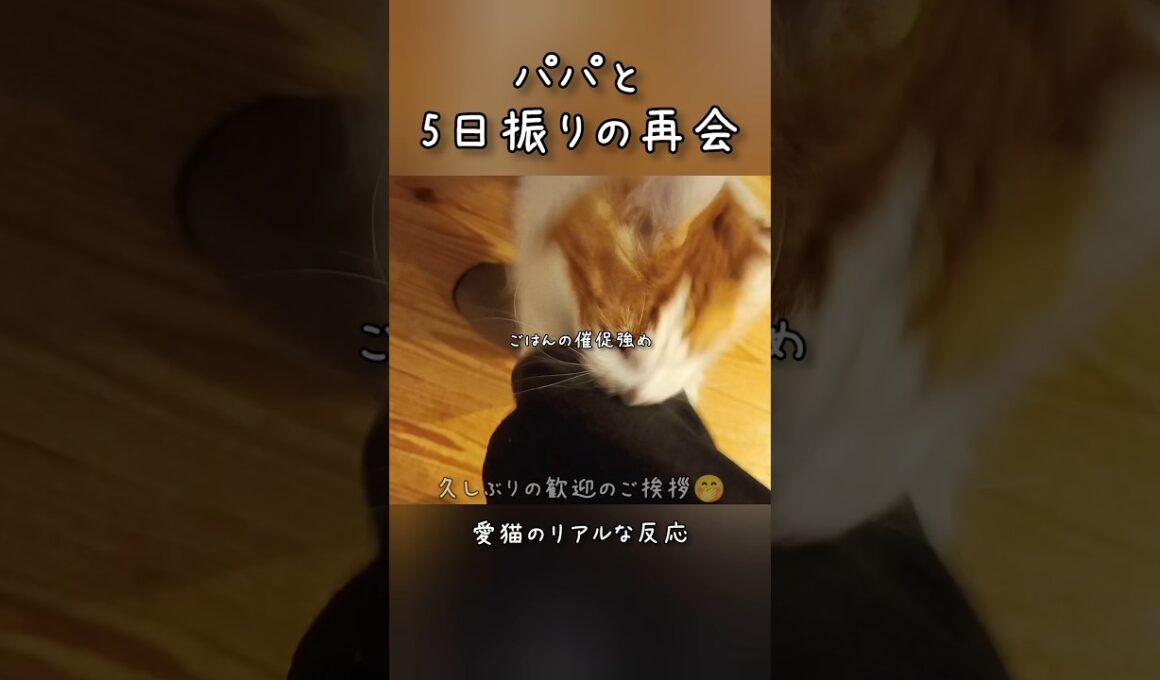 うちの愛情表現がコレ #メインクーン #ノルウェージャンフォレストキャット #サイベリアン #大型猫 #猫のいる暮らし #shorts #cat #mainecoon #catshorts​