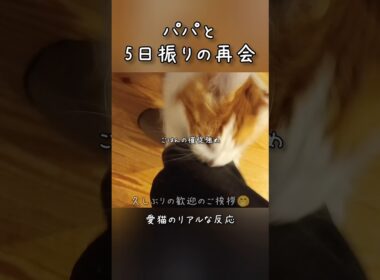 うちの愛情表現がコレ #メインクーン #ノルウェージャンフォレストキャット #サイベリアン #大型猫 #猫のいる暮らし #shorts #cat #mainecoon #catshorts​