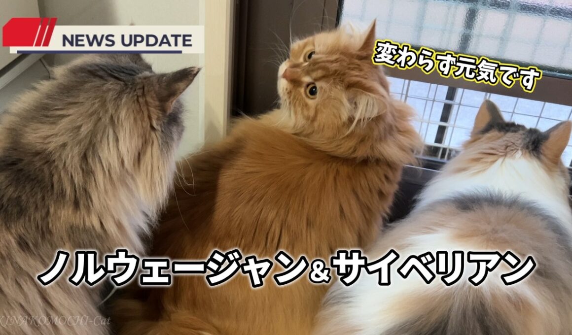 【猫近況報告】ノルウェージャンフォレストキャットとサイベリアンの日常