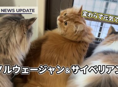 【猫近況報告】ノルウェージャンフォレストキャットとサイベリアンの日常