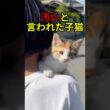 汚いと言われた子猫の結末【感動物語】 #shorts