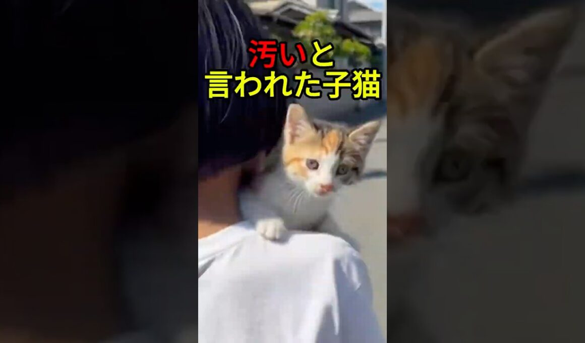 汚いと言われた子猫の結末【感動物語】 #shorts
