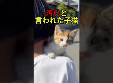 汚いと言われた子猫の結末【感動物語】 #shorts
