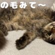猫スクーカムの毛って実際どうなの？
