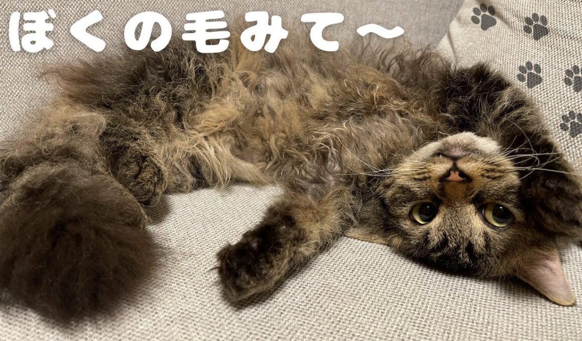 猫スクーカムの毛って実際どうなの？