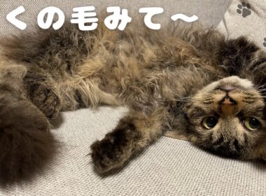 猫スクーカムの毛って実際どうなの？