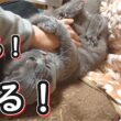 【ブリティッシュショートヘア】猫のお腹を触りまくった結果、蹴られまくった【ねこのいる暮らし】
