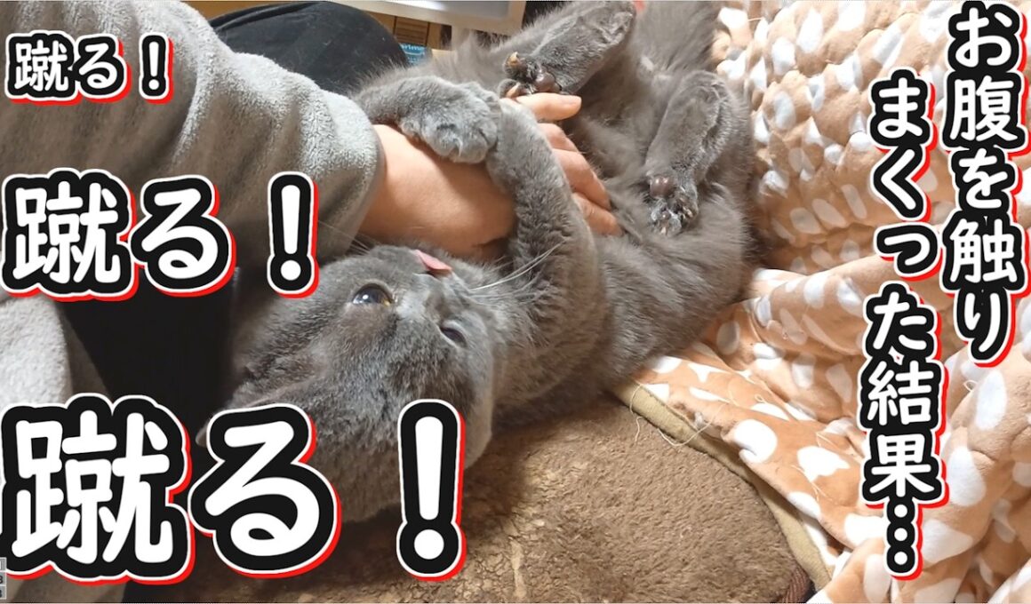 【ブリティッシュショートヘア】猫のお腹を触りまくった結果、蹴られまくった【ねこのいる暮らし】