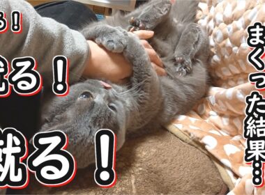 【ブリティッシュショートヘア】猫のお腹を触りまくった結果、蹴られまくった【ねこのいる暮らし】