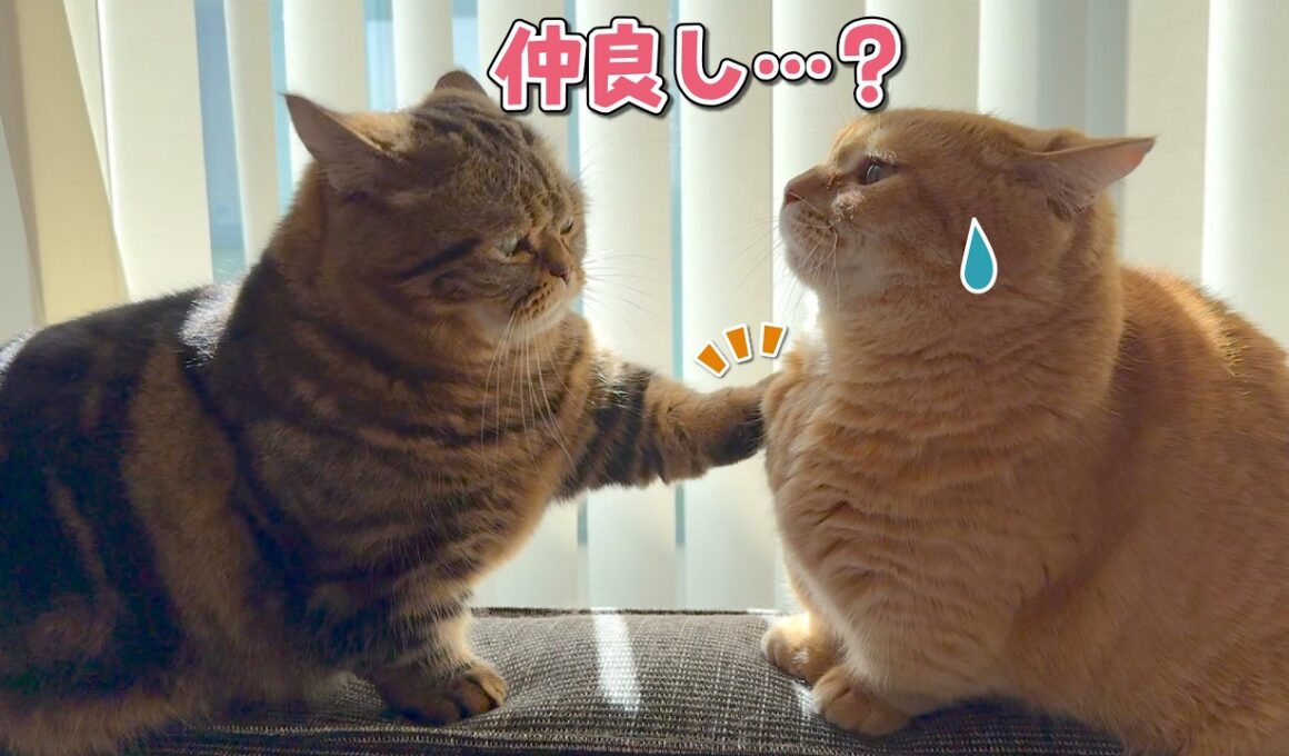 お気に入りの場所を仲良く使ってると思った兄弟猫の末路が…