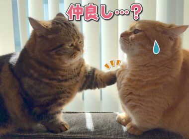 お気に入りの場所を仲良く使ってると思った兄弟猫の末路が…