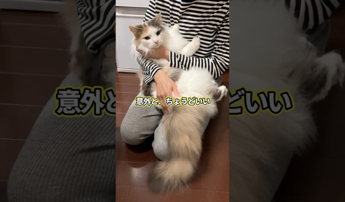 ノルウェージャンフォレストキャットをお迎えして分かったこと