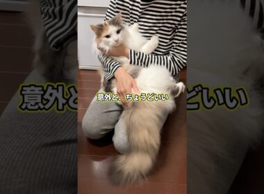 ノルウェージャンフォレストキャットをお迎えして分かったこと