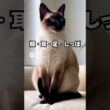 シャム猫の色、実は“温度”で変わる!?🐾❄️ 青い目も魅力✨｜猫の雑学 #Shorts