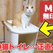 【即完売】ついに無印良品が猫トイレを発売！！実際に猫たちに使ってもらった結果がまさかの…