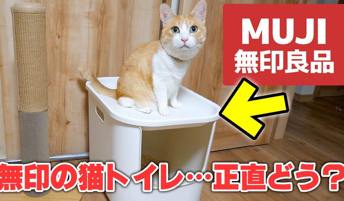 【即完売】ついに無印良品が猫トイレを発売！！実際に猫たちに使ってもらった結果がまさかの…