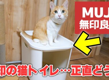 【即完売】ついに無印良品が猫トイレを発売！！実際に猫たちに使ってもらった結果がまさかの…